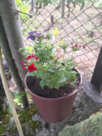A potted plant with red and purple flowers sits on a moss-covered tree branch in Zeda Sazano, Georgia. The plant is in a brown plastic pot, and its leaves are green and serrated. The background is a wire fence, with trees and foliage visible beyond it. The lighting is overcast, casting a soft glow on the scene. The image appears to be taken in a garden or natural setting.