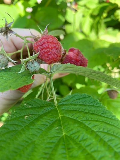 A close-up vertical shot shows ripe and unripe raspberries on a branch, surrounded by green leaves. The vibrant red raspberries are plump and textured, while the unripe ones are a pale green color. The leaves are detailed, with visible veins and a slightly serrated edge. A hint of a person's hand is visible in the background, suggesting someone is holding or picking the berries. The lighting is natural, with bright sunlight filtering through the foliage, creating a slightly blurred background. The scene evokes a sense of freshness and abundance of nature.