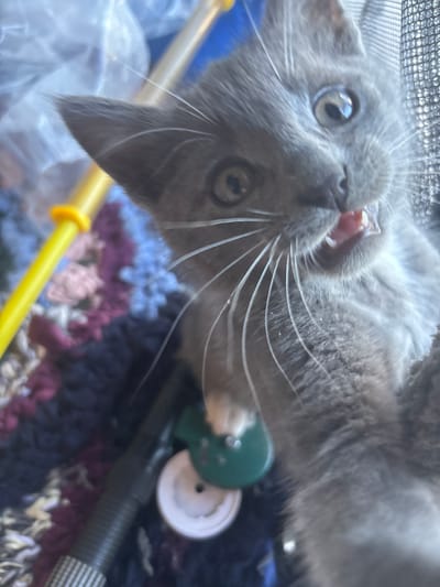 A close-up, low-angle, vertical shot captures a grey kitten with bright eyes and an open mouth. The kitten is looking directly at the camera, its whiskers fanned out. Behind the kitten, out of focus, are several objects including a yellow tube with a yellow stopper, a dark ribbed cylindrical object, a green oval object, and a white circular object. The background is a blurred tapestry of colorful yarn in shades of blue, purple, and white. The kitten is positioned in the foreground and is the primary subject. The scene does not provide any information that would allow for the determination of a location in the city of Zmiiv, Ukraine.