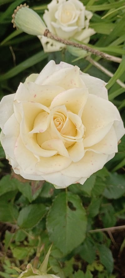 The image is a close-up, top-down view of a light-colored rose in full bloom, situated outdoors. The rose has creamy-yellow petals with subtle pink speckles. Its center is tightly coiled, showing the intricate spiral pattern of the developing petals. The background is a blur of green foliage, suggesting a garden or natural setting. To the upper left, a light green seed pod with a textured surface is visible, attached to a thin stem that extends across the upper portion of the frame. The overall impression is of a delicate flower against a soft, natural backdrop. The location is identified as Хацежынскі сельскі Савет, Belarus, implying this is a scene within that rural administrative region.