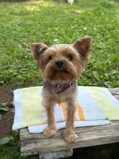 A medium shot shows a small, tan and gray Yorkshire Terrier standing on a wooden surface covered with two towels. The dog is facing forward, looking directly at the camera. The terrier has erect ears and dark eyes. A red collar with black accents is visible around its neck. The background consists of lush green grass, suggesting an outdoor setting, possibly a backyard or park. The image does not provide any information or clues that can determine its location within the city of Sylva, Russia.