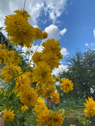 A cluster of bright yellow flowers, resembling double daisies or chrysanthemums, dominates the foreground of the image. The flowers have many layered petals and are in various stages of bloom, with some fully open and others still developing. They are attached to green stems and leaves.
In the background, a vibrant blue sky with scattered white clouds provides a backdrop. To the right, the dark green foliage of trees is visible, partially obscuring a wire fence. The scene appears to be outdoors, likely in a garden or park setting, under natural daylight. There is no direct indication of the city of Pletenyi Tashlyk, Ukraine, within the image itself, but the description specifies this location. No people are visible in the frame.