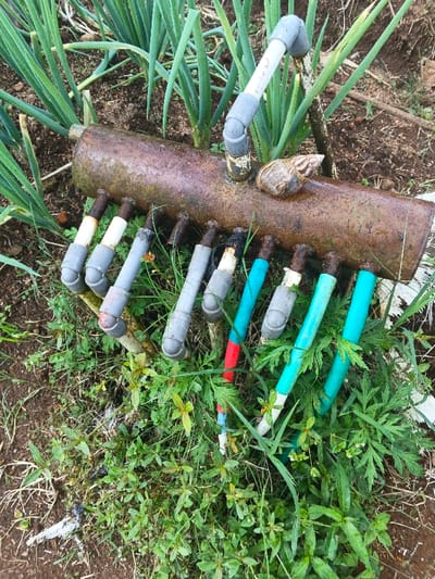 The scene captures a close-up, elevated view of a rudimentary irrigation manifold resting on cultivated ground in Banteay Srei, Cambodia. A single, heavily rusted cylindrical metal pipe, approximately 60-70 cm in length, serves as the main distribution line. Attached vertically to its top center is a grey and white PVC pipe, marked "Premier Ball," which bends upwards at an elbow joint. A large, light brown land snail with a distinct spiraled shell is resting on the top surface of this main metal pipe, adjacent to the PVC connection.

Below the main pipe, nine smaller diameter pipes protrude downwards at regular intervals. These secondary pipes display varied construction, incorporating sections of grey PVC, white plastic, and a distinctive turquoise-blue plastic, some with red banding, suggesting a mix of materials and repairs. Many terminate in grey PVC elbow fittings, likely intended as spray nozzles or drip emitters.

The main pipe and its attachments are situated amidst dense vegetation. Behind the main pipe, orderly rows of vibrant green, tall, onion-like plants are prominently visible. In the foreground and surrounding the smaller pipes, a variety of smaller green plants, including weeds with lobed and simple leaves, grow densely on dark brown soil. The irrigation system exhibits signs of weathering and potential disrepair, yet it is integrated into an active agricultural environment. No human subjects are present.