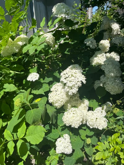 The image depicts a dense cluster of white hydrangeas in full bloom, interspersed with vibrant green foliage. The flowers are characterized by their spherical, voluminous clusters of small petals. Sunlight filters through the leaves, creating dappled shadows on the surrounding greenery and the white blooms. In the background, a weathered, pale gray vertical structure, possibly a fence or building, is partially visible. The scene appears to be an outdoor garden setting, likely in a residential area. The image is a close-up view, emphasizing the texture and detail of the hydrangeas and leaves, and does not contain any people or discernible actions. This image is representative of a garden in Bilenke, Ukraine, during the blooming season.