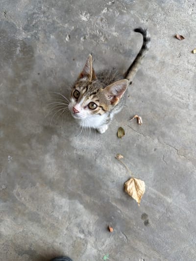 A tabby kitten with white markings on its chest and face, and large, alert ears, is looking upwards from a concrete surface. The kitten's tail is raised and curled. Scattered on the concrete are a few dry, fallen leaves. The ground appears wet in some areas. The scene is set outdoors, likely in an urban or suburban environment, possibly within the city of Balakənd, Azerbaijan, given the context.
