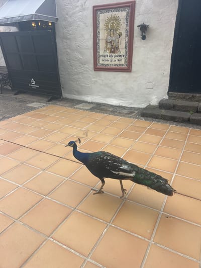 The image shows a peacock standing on a tiled floor next to a white stucco wall. The peacock is predominantly dark blue and green, with iridescent feathers. It is walking towards the right side of the frame, with its head turned slightly to the left, looking down. The tiled floor is composed of square, light orange tiles with grey grout lines.

The white wall has a rough texture and features a framed ceramic tile depicting a religious image, likely the Virgin Mary, with the text "VIRGEN DEL CARMEN PATRONA DE LA MAR" in Spanish. Above this tile, a wrought-iron wall sconce is mounted. To the left of the ceramic tile, a black gate or door is visible.

The setting appears to be an outdoor area, possibly a courtyard or patio, given the tiled floor and the wall. The lighting suggests it is daytime. The image has a vertical orientation, with the peacock's tail extending towards the top of the frame. There are no people visible in the image. The overall impression is one of a peaceful, perhaps historical, setting with a striking natural element.