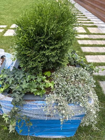 A potted evergreen tree, likely a Thuja, is the primary subject of this outdoor image, situated in a garden setting. The tree, with its dense green foliage and small cones, occupies the center of the frame. It is planted in a dark-colored planter which is partially covered by blue bubble wrap. Cascading around the base of the evergreen are two types of trailing plants: green ivy with distinct lobed leaves and a silver-leafed groundcover with small, rounded leaves. The planter sits on a patch of green grass. In the background, a pathway made of light-colored square paving stones interspersed with grass leads towards a wooden deck. The environment suggests a suburban or residential garden area. The image appears to be taken during daylight. The specific location, Лапино Град Кп, Russia, indicates this is a private property garden. There are no people visible in the image.