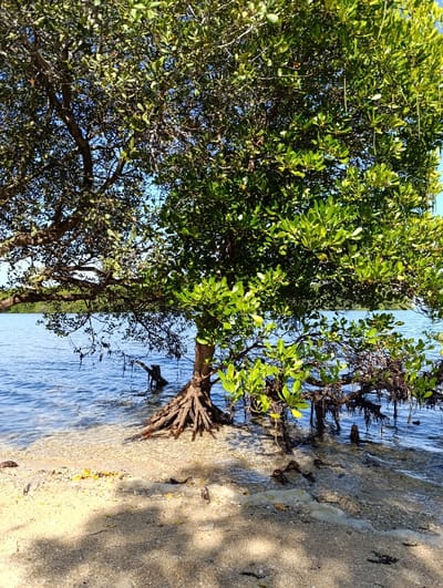 The image shows a mangrove tree with exposed roots growing on a sandy beach, partially submerged in clear, blue water. The water is calm and appears to be shallow. The tree is located in the coastal area of Kecamatan Banyuputih, Indonesia, at the coordinates -7.749 latitude and 114.298 longitude. The tree is lush and green, with many branches and leaves, and its roots are spread out on the sandy ground. There is no sign of any human activity in the image.