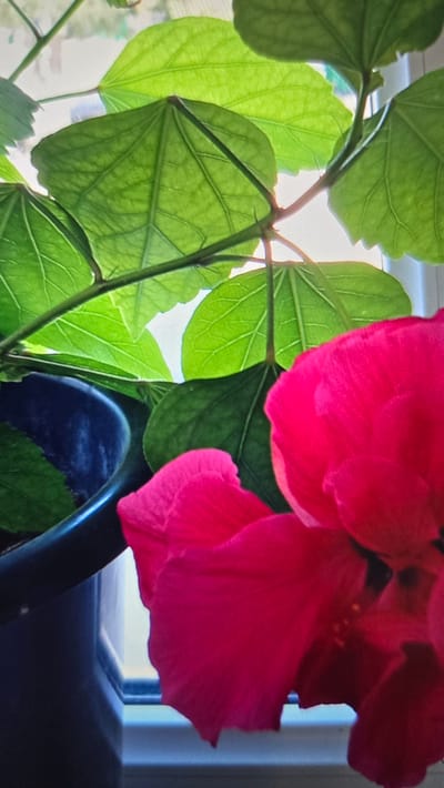 This media file is a close-up, vertical shot of a plant with bright green leaves and vibrant pink hibiscus flowers. The leaves are translucent, with visible veins, and are backlit by a soft light, likely natural light from a window. Some of the leaves appear to be heart-shaped or palmate, with serrated edges. The pink petals of the hibiscus flowers are large and ruffled, with a lighter shade in their centers and visible stamens. The plant is in a dark pot, which is partially visible at the bottom right of the frame. Behind the plant, a window with a light blue frame is visible, suggesting an indoor setting. The lighting suggests it might be daytime, possibly late morning or afternoon, with diffused sunlight. There is no discernible text in the image. The overall impression is one of natural beauty and tranquility. The location context provided, Kaka, Turkmenistan, places this scene within a specific geographical region, although the image itself does not contain explicit cues to this location beyond the general presence of a plant by a window.