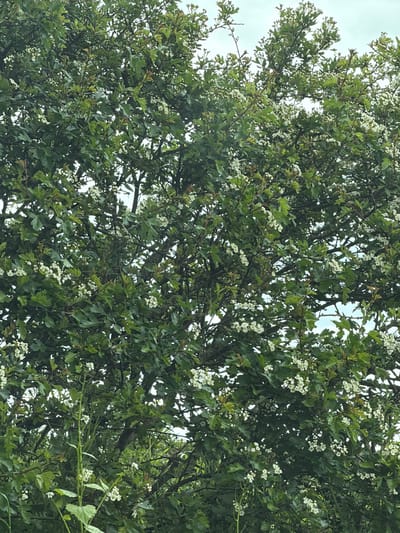 The image captures a tree in full bloom, likely located in Pity Me, United Kingdom. The tree is densely covered with green leaves and clusters of small, white flowers. The branches are intricate and interwoven, partially obscuring a cloudy sky in the background. The overall lighting suggests an overcast day. There are no people or specific objects visible beyond the tree and the sky. The environment appears natural and undisturbed.