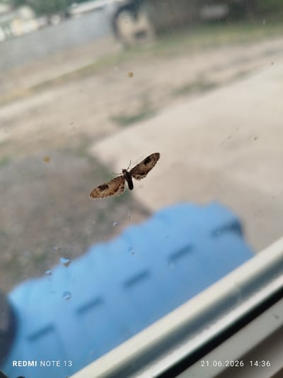 A brown and tan moth with dark spots on its wings rests on a glass surface, likely a window, with a blurred outdoor scene in the background. The outdoor scene appears to be a dry, somewhat unkempt area with some greenery and a vehicle visible in the distance. Below the moth and the glass surface, a bright blue object, possibly a plastic container or bin, is visible. The image also contains water droplets on the glass, suggesting it may have rained or the glass is wet. The bottom right corner of the image displays a timestamp: "21.06.2026 14:36", and the bottom left corner has "REDMI NOTE 13" text, indicating the device used for capture. The image was captured in Асан-Чек, Kyrgyzstan.