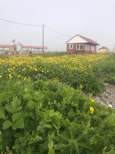 A cloudy, humid day in Yana, Russia, as evidenced by the thick fog blanketing the horizon, obscures the surrounding landscape. In the foreground, a dense carpet of vibrant green foliage and yellow wildflowers covers the ground. A wooden outbuilding with a red roof and a large, weathered wooden barrel sits to the left of the image, near a rustic archway. To the right, a small, red-sided house with white trim and a white roof stands amidst the blooming flora. Further in the distance, another small, yellow structure with a red roof is visible. A single utility pole with wires stretches across the frame, adding to the sense of rural isolation. The ground is covered in a mix of grass, wildflowers, and scattered pebbles.