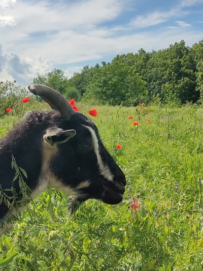 A black and white goat stands in a field of green grass and red poppies, with a forest in the background under a cloudy sky. The goat's head is visible in profile, with its dark fur, a white stripe down its face, and one horn curving upwards. The field is lush with vegetation and scattered red poppies, suggesting a rural or natural setting. The image appears to be taken in Mar'yanivka, Ukraine.