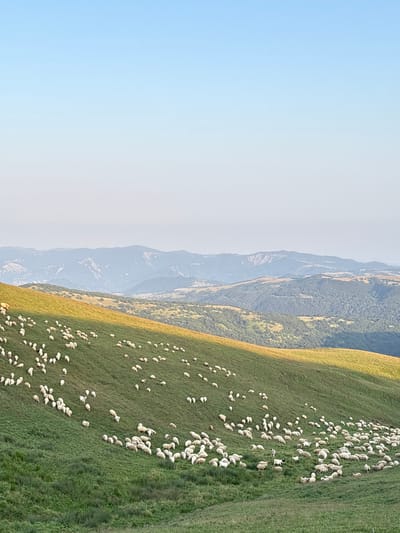 The image depicts a flock of sheep grazing on a grassy hillside in Botisi, Georgia. The sheep are scattered across the green slope, some grazing, others standing or walking. The hillside is bathed in warm, golden light, suggesting it is either early morning or late afternoon. In the background, rolling hills and mountains recede into the distance, under a clear blue sky that transitions to a hazy white towards the horizon. The landscape is serene and pastoral, characteristic of rural Georgia. There are no people visible in the image.