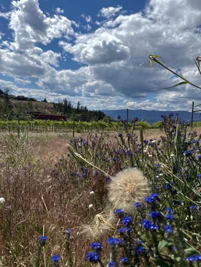 This image depicts a vineyard in Kelowna, Canada. In the foreground, dry grasses and small blue wildflowers are in focus, with a large, fluffy dandelion seed head to the left. Behind the wildflowers, rows of grapevines stretch across the frame. In the middle ground, a red building and trees are visible on a gentle slope. In the background, rolling hills and mountains are silhouetted against a bright blue sky filled with dramatic white and grey clouds. The scene suggests a sunny, partly cloudy day in a rural, agricultural setting.