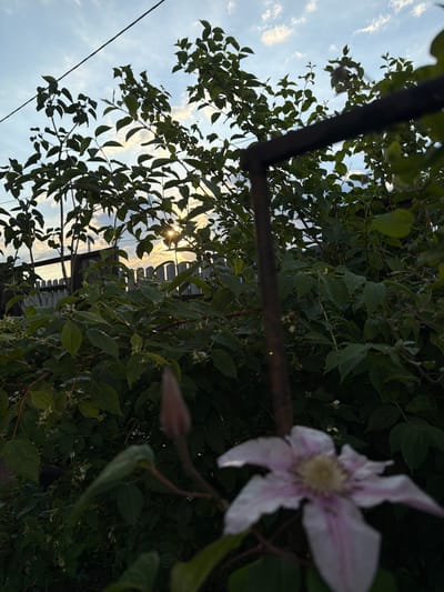 This is a photograph taken outdoors, likely in a garden or yard in Sukhodol, Russia, during the late afternoon or early evening, as indicated by the low sun angle and dramatic lighting. The foreground is dominated by dark green foliage of bushes and trees, with a blurred, pale pink and white flower in the lower right corner, and a closed bud of a similar flower to its left. A dark, rusty metal support beam or bar runs vertically down the center-right of the frame, out of focus. In the background, a light-colored wooden fence is visible, and beyond that, a silhouetted treeline. The sky above is a mix of pale blue and wispy white clouds, with the sun partially obscured by branches, casting rays of light through the leaves and onto the fence. A dark, thin wire runs diagonally across the upper portion of the sky. There are no people or animals visible in the scene. The overall impression is of a natural, slightly overgrown outdoor setting captured as daylight begins to fade.
