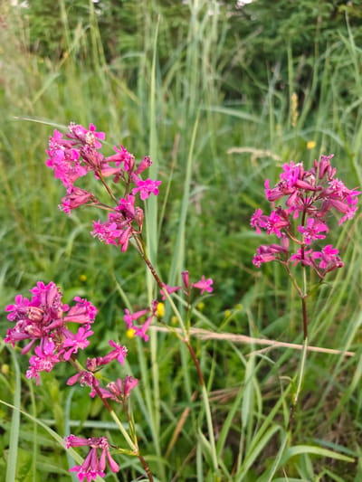 In Spas-Demensk, Russia, a close-up, vertical shot captures three clusters of vibrant pink flowers amidst tall, blurred green grass and foliage. The flowers, with their delicate petals and small blooms, are the primary subjects, positioned in the foreground. The background consists of out-of-focus greenery, suggesting an outdoor, natural setting such as a meadow or park. No people or specific actions are depicted; the scene is a still, natural landscape.
