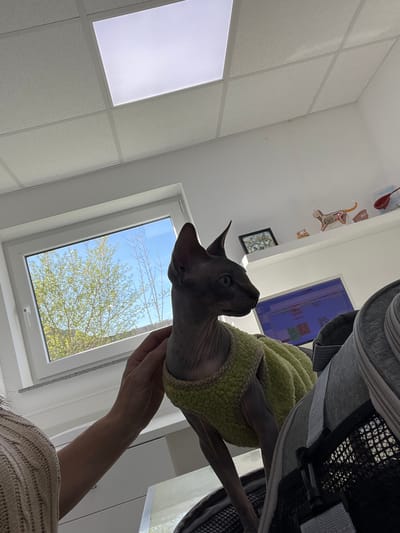 A Sphynx cat, wearing a light green, textured sweater, is the central subject of this brightly lit, interior shot taken at a tilted angle. The hairless cat, with its striking green eyes, is held upright by a person's hands, with part of the person's arm and a light-colored knit sweater visible in the foreground. The cat is looking upwards and to the left, appearing alert and curious.

The setting appears to be an indoor space, likely a veterinary clinic or an animal care facility, given the presence of anatomical models of animals on a shelf on the far wall, including what looks like a cat skeleton. The walls are white, and the ceiling features a grid of white acoustic tiles with large, square, recessed LED light panels providing ample illumination. A window on the left side of the frame offers a clear view of a bright blue sky and lush green trees, indicating sunny weather during daytime, likely spring or early summer.

Part of a grey pet carrier with black mesh is visible in the upper right quadrant of the image, suggesting the cat has either arrived at or is about to leave the location. A computer monitor or screen with a blue interface and colorful blocks is partially visible behind the carrier. No discernible text is visible in the image. The overall atmosphere is clean, modern, and well-lit, characteristic of a professional medical environment for animals.