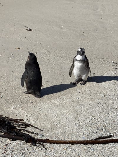 The image displays two penguins resting on a sandy beach, viewed from directly above. Both birds are lying prone, oriented roughly parallel to each other with their heads facing the left side of the frame.

In the foreground, a dark-feathered penguin, likely a juvenile, exhibits predominantly black plumage with a slightly lighter, almost grey, underside. Its head is slightly raised, revealing a dark beak. Further up and to the right, a second, larger penguin, identifiable as an adult African penguin, also rests on its belly. Its characteristic black and white markings are visible, though its feathers appear somewhat disheveled and patchy, suggesting it may be molting.

Both penguins cast distinct, elongated shadows on the light-colored sand, indicating bright sunshine, likely during the mid-day hours or strong morning/afternoon sun. The beach consists of fine, pale sand intermixed with small shells and pebbles, which are more concentrated towards the right side of the image. A thick, dark strand of kelp or seaweed runs vertically along the far right edge of the frame. The scene captures the penguins in their natural coastal environment. This location is contextually known to be Simon's Town, South Africa, a significant habitat for African penguins. No text is visible in the media.