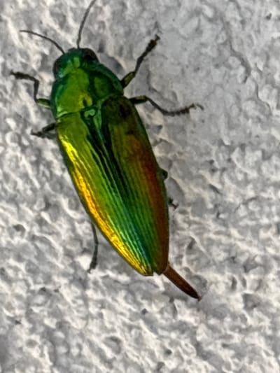 A metallic green beetle with iridescent gold and copper markings is shown in a close-up, overhead shot. The beetle is positioned vertically on a textured, off-white surface that appears to be a wall. Its body is elongated with distinct segments. The beetle's antennae are visible, extending forward from its head. Its legs are spread out, with some appearing to grip the textured surface. The lighting highlights the reflective qualities of the beetle's exoskeleton, creating a vibrant shimmer. The background is out of focus, emphasizing the beetle as the central subject. There is no specific indication of the city of Vicenza, Italy, or any other geographical context within the image itself.