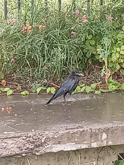 A black bird with a slightly curved beak stands in shallow water on a concrete surface. The bird is facing left, with its head tilted slightly downwards. The background features lush green foliage, some of which appears to be flowering with small pink and orange blossoms. The concrete surface is wet and reflective, with some fallen leaves visible in the water. The overall environment suggests an outdoor setting, possibly a park or garden area. The image does not contain any elements that specifically place it in the city of Besh Kungei, Kyrgyzstan.
