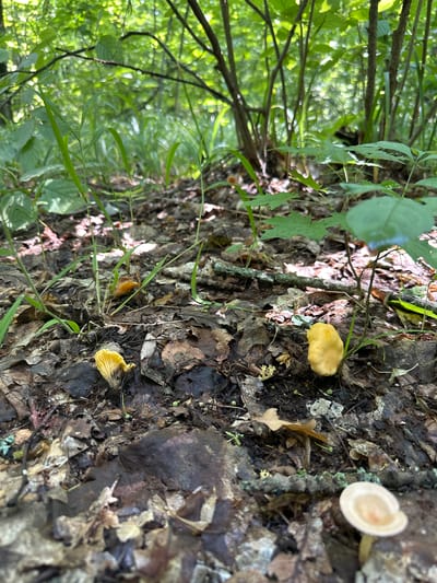 The image depicts a low-angle view of a forest floor in Паниковец, Russia, on a sunny day. The ground is covered with fallen leaves, twigs, and sparse green vegetation. Several small mushrooms are visible. In the foreground, a small, pale mushroom with a delicate cap and stem stands out. Further back, a cluster of bright yellow mushrooms is seen among the leaf litter. Other smaller, less distinct mushrooms and some tiny green berries are also scattered across the forest floor. The background is filled with lush green foliage, with sunlight dappling through the leaves of trees, creating a vibrant, natural scene.