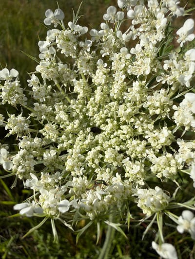 A close-up, overhead shot captures a cluster of small, white flowers with delicate petals, possibly Queen Anne's Lace. The flowers are arranged in an umbel formation, with many tiny blossoms grouped together. In the center of the cluster, a dark-colored insect, possibly a fly, is visible. To the left and slightly below, another insect with a green, iridescent body and darker legs is perched on one of the flower stalks, its head turned to the left. The background consists of blurred green foliage and hints of brown earth, suggesting an outdoor, natural setting. The lighting indicates it is daytime, with sunlight illuminating the flowers from above and to the right. There are no people or man-made structures depicted in this image.