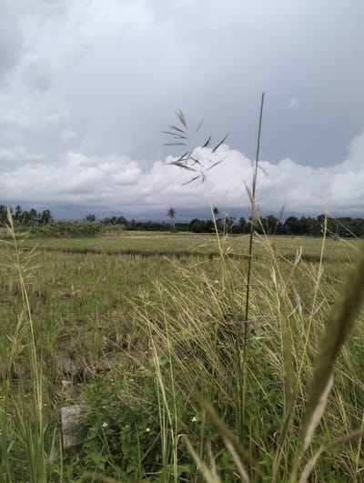 The image depicts a rural landscape in Muliengmanyang, Indonesia, characterized by agricultural fields and a cloudy sky. In the foreground, tall, dry grasses and some green vegetation dominate, with a hint of a concrete block visible near the bottom left. Beyond the immediate foreground, the landscape opens up to a field, possibly a harvested rice paddy, showing patches of stubble and some standing water. A line of trees, including coconut palms, forms a distant horizon, with a single, more isolated palm tree standing out against the sky. The sky is filled with dramatic, heavy clouds, suggesting an overcast or impending rainy day. There are no people visible in the image. The overall impression is one of a natural, agricultural environment under a moody sky.