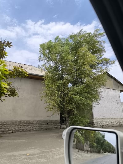 The image depicts a scene from Kichik-Turk, Uzbekistan, viewed from a vehicle. In the foreground, a white side-view mirror reflects a row of trees lining a road. The main scene shows a light-colored, single-story building with a corrugated metal roof and a stone foundation. A large tree with green foliage stands in front of the building. Another building, also light-colored with a textured facade, is partially visible on the right. The sky is blue with scattered white clouds. The ground in front of the buildings appears to be dirt or gravel. A white bag is visible near the base of the large tree.