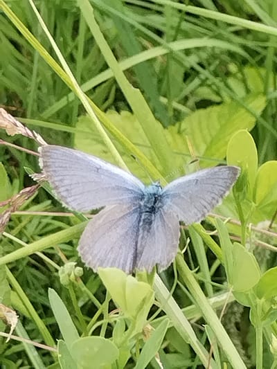 A close-up, eye-level shot focuses on a small, pale blue butterfly resting on green foliage. The butterfly's wings are open, revealing a delicate, almost translucent appearance. The wings are a pale grayish-blue, with fine lines and subtle patterns visible. The butterfly's body is darker, with a small, fuzzy head. It is surrounded by various shades of green grass and leaves. Some dry, wispy stalks of grass are also present, adding texture to the scene. The lighting suggests it is daytime, likely sunny, given the bright greens of the foliage. The setting appears to be a natural environment, possibly a meadow or a garden, with an abundance of plant life. There are no people or man-made objects visible in the frame. The overall impression is one of nature's delicate beauty. The image is likely taken in Chebarkul', Russia, based on the provided location context.