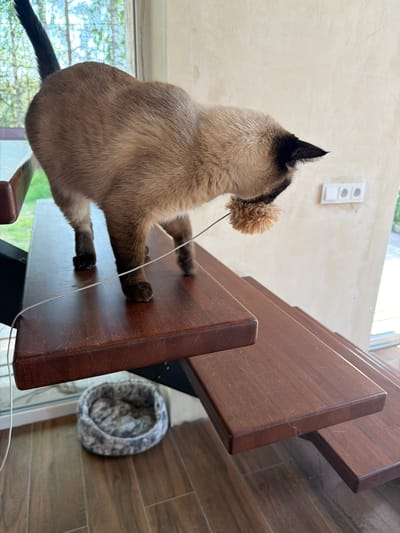 A Siamese cat is playing with a fluffy toy on a wooden staircase indoors. The cat is positioned on the upper step, with its head lowered and forepaws extended towards the toy, which is dangling from a thin wire. The staircase has a modern design with dark wood treads and black metal supports. Beneath the staircase, on the wooden floor, is a round, grey, and white cat bed. In the background, a window reveals a blurry view of trees and sky, suggesting an outdoor setting. The wall behind the cat is a light, textured color and has a white electrical outlet with two sockets. The overall impression is of a domestic indoor environment.