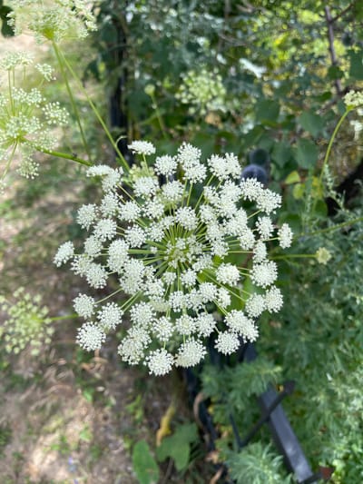 The image shows a close-up of a cluster of small white flowers, arranged in a compound umbel, typical of the Apiaceae family. The flowers are intricate and delicate, with many tiny florets forming the overall spherical shape. Some of the flower stems are visible, and they appear to be green and somewhat thin. In the background, there is a blurred arrangement of green foliage, suggesting an outdoor, natural setting. The lighting is natural, and the focus is sharp on the flowers in the foreground, while the background is softly out of focus. There is no indication of people, actions, or interactions. The location in the city of Koklaisay, Kazakhstan, is not visually discernible from the provided image.
