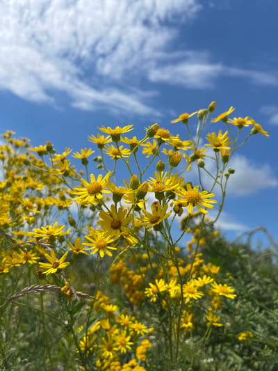 A low-angle, close-up shot focuses on a cluster of bright yellow wildflowers against a vivid blue sky dotted with fluffy white clouds. The flowers, with many thin, elongated petals and yellow centers, are in various stages of bloom, with some buds also visible. The foreground is dominated by these flowers, with some out-of-focus green foliage and grass at the bottom. In the background, more of the yellow flowers and green vegetation are visible, blurred by the shallow depth of field. The overall impression is one of a sunny day in a natural, possibly wild, outdoor setting. No people are present in the image. The specific location in Popasne, Ukraine, is not discernible from the visual information provided.