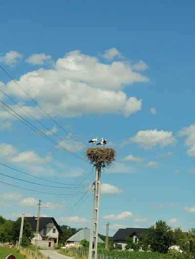 The image depicts a rural scene in Vicovu de Sus, Romania, under a bright blue sky with scattered white clouds. Two storks are perched in a large nest on top of a utility pole. The nest is made of twigs and branches. The utility pole is tall and slender, with power lines extending from it and crossing diagonally through the frame. In the background, there are several houses with dark roofs, surrounded by green trees and vegetation. The overall impression is one of a peaceful, natural setting within a populated area.