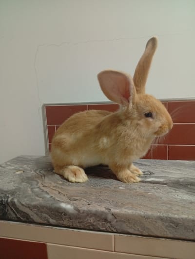 A light brown rabbit with large ears is perched on a marbled countertop. The rabbit is facing to the right, with its head slightly tilted and one ear pointing upwards. The background consists of a white wall with faint cracks and a section of reddish-brown tiles. The countertop has a dark gray and white marbled pattern with some lighter streaks. In the lower portion of the image, there is a hint of cabinetry. The scene appears to be indoors, in a residential setting.