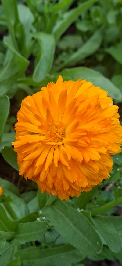A vibrant orange calendula flower is in full bloom, its many petals fanned out in a circular pattern against a backdrop of lush green leaves. The flower is the central focus of the image, with its rich color and intricate petal structure clearly visible. Tiny white buds are scattered among the leaves, adding a delicate contrast to the bold orange of the main bloom. The scene appears to be outdoors, likely in a garden setting.