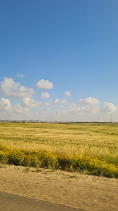 The image shows a landscape near Bnei Shimon Regional Council, Israel. A clear, blue sky with scattered cumulus clouds occupies much of the left side. A field of golden wheat or barley stretches across the middle ground, interspersed with yellow wildflowers. In the far distance, power lines are visible. A dirt road, blurred, runs along the right edge of the image. The photo is taken from a moving vehicle.