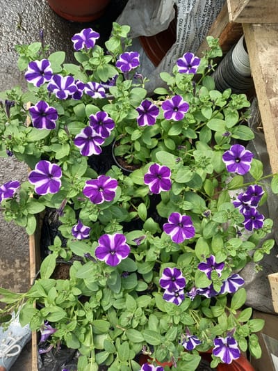 A top-down shot shows a wooden crate overflowing with blooming petunias in the city of Aramil, Russia. The petunias are predominantly purple and white, with some entirely purple. The crate itself is brown and appears weathered. The background is a mix of textures, including what looks like a gray, wet pavement or concrete surface, a brown pot, and a white, textured material, possibly a bag or tarp. To the right, there is a wooden beam and stacked circular objects. A light blue shoe with white laces is partially visible in the bottom left corner. The lighting suggests it is daytime.