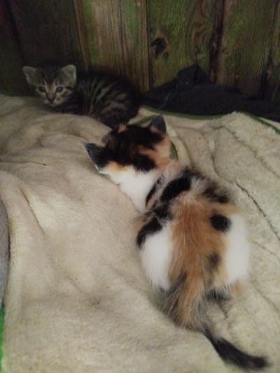 The image shows two kittens resting on a textured, light-colored blanket. The kitten in the foreground is a calico, with patches of white, black, and ginger fur. Its tail is visible, with a black tip. The kitten in the background appears to be a tabby, with grey and black stripes. It is facing towards the left and has blue eyes. The kittens are positioned on a soft surface, possibly a blanket or rug, which has a slightly rumpled texture. Behind the kittens, there is a backdrop of weathered wooden planks, suggesting an indoor or sheltered outdoor setting. The lighting is dim, casting a shadow over parts of the scene, and creating a cozy, intimate atmosphere. The overall impression is one of peaceful rest. There is no visible text in the image. The location context provided is Ak-Suu, Kyrgyzstan.