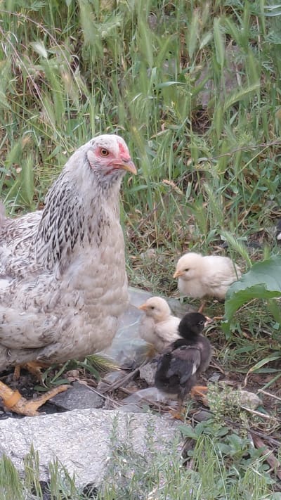 In a natural setting with abundant green grass, a hen stands prominently in the foreground, its light-colored feathers mottled with black. Its head is turned to the side, revealing a reddish comb and eye. Behind the hen, three chicks are visible. One chick, a pale yellow, is positioned slightly to the left and rear. To its right, a dark chick with some white markings is nestled close to another pale yellow chick. The chicks appear to be exploring the grassy environment. The scene suggests a daytime setting, likely outdoors, given the presence of grass and vegetation. The overall atmosphere is one of a rural environment, possibly a farm or backyard in Ak-Terek, Kyrgyzstan, where these birds are being observed in their natural habitat. There is no visible text in the image.