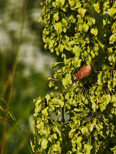 A close-up, macro photograph captures a cluster of green seed pods or flower buds on a plant, with one brown, withered leaf or seed pod amongst them. The background is a soft blur of green and white, suggesting an outdoor, natural setting, possibly a park or garden within the city of Ковригино, Russia. A blade of grass with developing seed heads is visible in the lower left corner, also in sharp focus. The lighting highlights the textured surfaces of the plant matter. There are no people or animals visible.