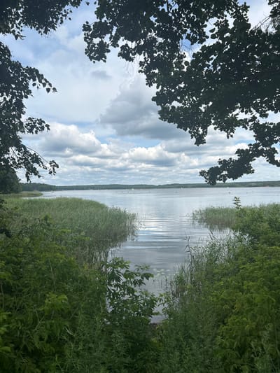 The image shows a tranquil lake scene framed by lush green foliage. In the foreground, dense bushes and reeds line the water's edge, with tall grasses creating a natural barrier. The lake itself is calm, with gentle ripples reflecting the overcast sky. Numerous sailboats are scattered across the water, their white sails dotting the expanse. In the distance, a tree-lined shore forms the horizon, under a sky filled with dramatic, puffy clouds. The overall impression is one of natural beauty and serenity. This scene is located in the vicinity of Азёрскі сельскі Савет, Belarus.