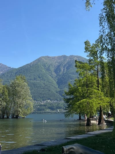 The image shows a view from the shore of Lago Maggiore in Locarno, Switzerland. In the foreground, trees line the water's edge, and a walkway is adjacent to the water. People are present along the shoreline near the trees. The lake stretches out towards a mountain in the background, which is partially obscured by clouds and trees. In the lake, two swans swim. The sky above is clear and blue. A section of a city or town is located on the lakeshore, between the mountain and the lake, and is filled with buildings.