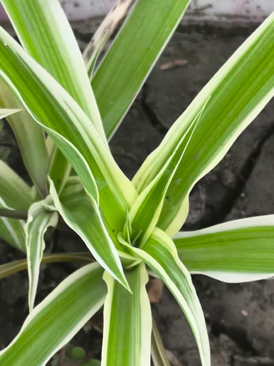 A close-up, overhead view captures the variegated green and white leaves of a spider plant, its pointed blades fanning out from a central cluster. The plant is positioned against a dark, textured background, likely soil or a similar ground surface, with subtle cracks and variations in tone suggesting an outdoor environment. No people or animals are visible in the frame. The lighting appears natural, illuminating the plant without harsh shadows. The scene is devoid of any specific landmarks to pinpoint its location within Dobrogea Veche, Moldova.