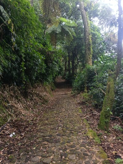 A narrow, winding stone path cuts through a lush green forest. The path is lined with moss and fallen leaves, while the forest floor is covered in dense vegetation. Towering trees and ferns create a dense canopy overhead. The air is thick with humidity, and the atmosphere is one of tranquility and peace. The path invites exploration into the heart of the wilderness.