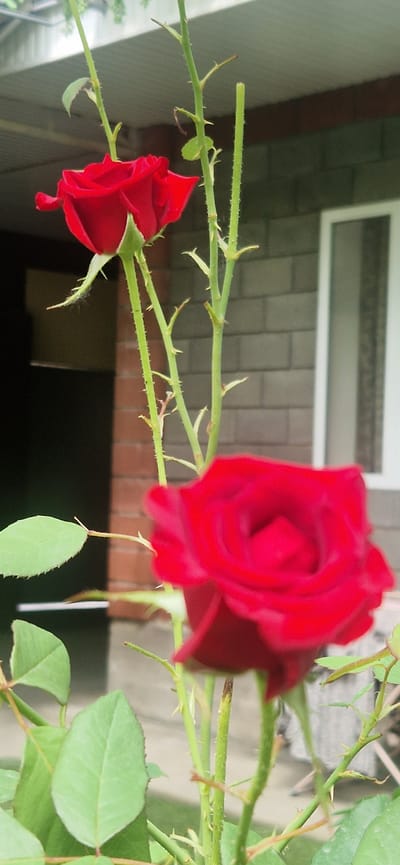 The image shows two red roses on a rose bush. The rose in the foreground is out of focus, while the rose in the background is in focus. The background is a brick wall and a window. The image appears to be taken outdoors. The presence of a brick wall and window suggests a residential or commercial building. The overall setting is consistent with a garden or yard area. Without further information, it is not possible to confirm the specific location in Suzak, Kyrgyzstan.