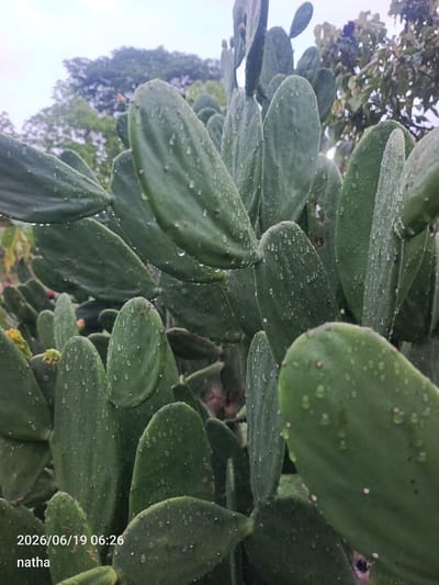 This media file is a close-up, slightly low-angle shot of a prickly pear cactus in El Chaparral, Venezuela. The cactus pads are a deep green and covered in numerous small water droplets, suggesting recent rain or dew. The pads are broad and flat, with some of them overlapping. In the background, out-of-focus trees and foliage create a natural, outdoor setting. The sky appears overcast or hazy, contributing to a soft, diffused light.

The time of day is indicated by the visible text in the lower left corner: "2026/06/19 06:26". This suggests the image was captured in the early morning. The weather appears to be wet, as evidenced by the water droplets on the cactus. There are no people or animals visible in the frame. The primary subject is the cactus itself, presented in a way that highlights its texture and the effect of water on its surface. The name "natha" is also visible below the date and time.