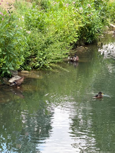 This image depicts a tranquil natural scene with two ducks in a body of water, likely a pond or slow-moving stream, bordered by lush green vegetation and small pink flowers. One duck is partially submerged at the edge of the water, its reflection visible below. The other duck is swimming further out, creating ripples on the water's surface. The surrounding environment is dense with foliage, including tall plants and smaller ground cover, suggesting a wild or semi-wild area. The water is reflective, mirroring the greenery and the sky. The overall impression is one of natural serenity. This scene is located in Ebermannstadt, Germany, a town known for its scenic beauty and proximity to natural landscapes.