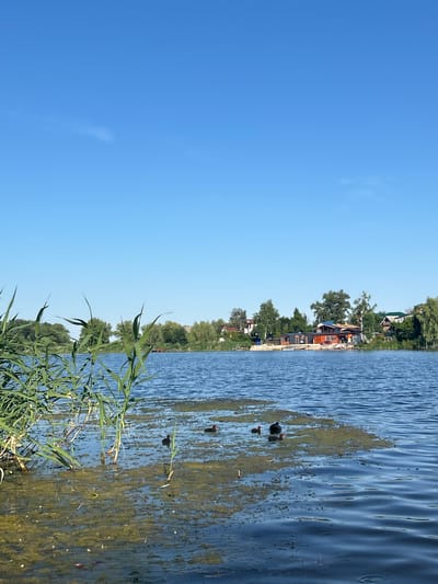 This is a vertical, eye-level shot of a calm body of water on a bright, clear day. The sky is a vibrant, cloudless blue, taking up approximately the top two-thirds of the frame. The bottom third shows a tranquil lake with rippling surfaces. In the foreground, on the left side of the image, tall green reeds are growing in and around the water, some of which are submerged. Scattered in the water, particularly towards the middle and right of the foreground, are patches of greenish-yellow aquatic vegetation, indicative of shallow areas or algae bloom. Within these patches of vegetation, there are four dark-colored water birds. Two are closer to the center and appear smaller, potentially juveniles, while two are further to the right and seem larger. The water is a deep blue, reflecting the sky. In the distance, across the lake, a shoreline is visible, lined with lush green trees and vegetation. A cluster of buildings with orange and red roofs, along with other structures, are situated on the bank, suggesting a populated area or resort. The scene appears peaceful and natural, with the buildings providing a touch of human presence against the vastness of the water and sky. This image was taken in the city of Pribrezhnyi, Russia.