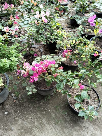 The image depicts an outdoor nursery filled with potted bougainvillea plants. The plants exhibit a variety of colors, including vibrant pinks and lighter pinks, with some having variegated leaves. They are arranged on a sandy, dirt ground, with some scattered debris and small stones. Several black plastic pots are visible, containing the plants. The lighting suggests it is daytime, possibly overcast due to the diffused light. The scene appears to be a commercial plant nursery. The location is identified as Cotseurani, Indonesia. There are no people visible in the image, and no actions are taking place other than the plants existing within their pots.